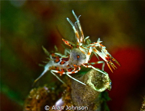 the Eye of the tiger…shrimp by Alan Johnson 